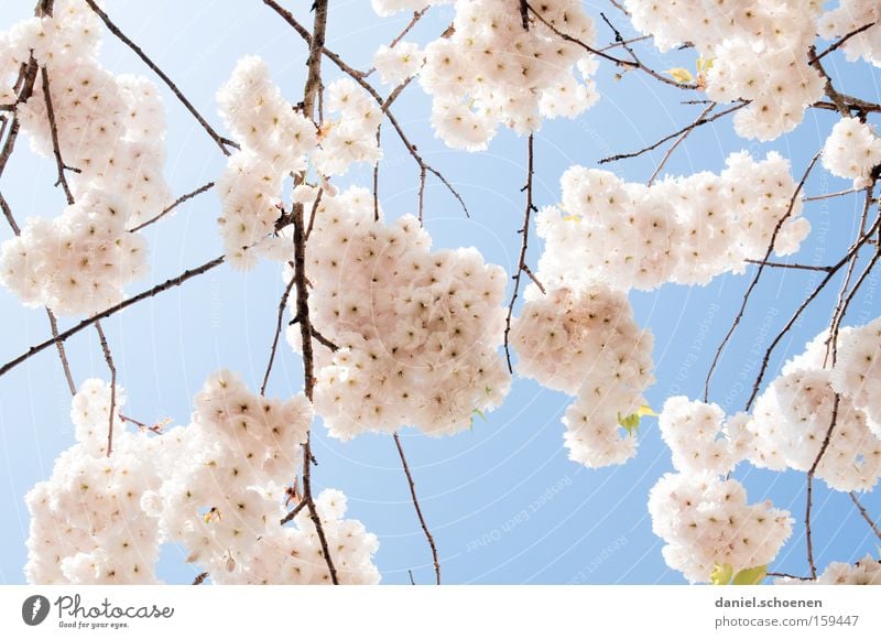 rosahellblauweiss Frühling Blüte Kirsche Kirschbaum Zierkirsche Kirschblüten Wärme weiß Wetter Ast Park