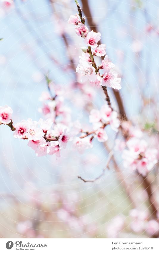 Pfirsichblüten im Frühling Garten Hochzeit Geburtstag Natur Pflanze Schönes Wetter Sträucher Blüte Nutzpflanze Mandelblüte Aprikosenbaum Park Holz Blühend Duft