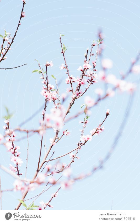 Pfirsichblüte Zufriedenheit Erholung Meditation Umwelt Natur Landschaft Pflanze Himmel Sonne Frühling Sträucher Blüte Nutzpflanze Mandelblüte Aprikosenbaum