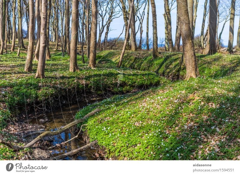Gespensterwald im Frühling Landschaft Schönes Wetter Wald Bach Zufriedenheit Lebensfreude Frühlingsgefühle achtsam Vorsicht Gelassenheit ruhig Nienhagen Ostsee