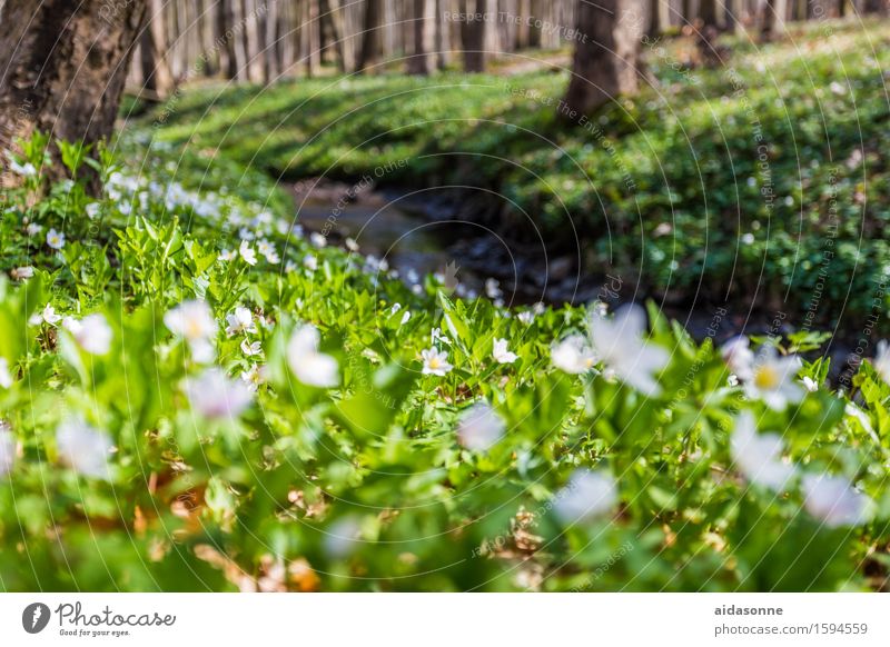 Märzenbecher Natur Landschaft Pflanze Frühling Blüte Wald Glück achtsam Vorsicht Gelassenheit geduldig ruhig Farbfoto Außenaufnahme Menschenleer Tag