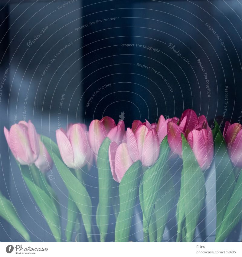 künstlich Frühling Tulpe Fenster Glas falsch rosa Blume Dekoration & Verzierung Reflexion & Spiegelung blau Garten Kunststoff