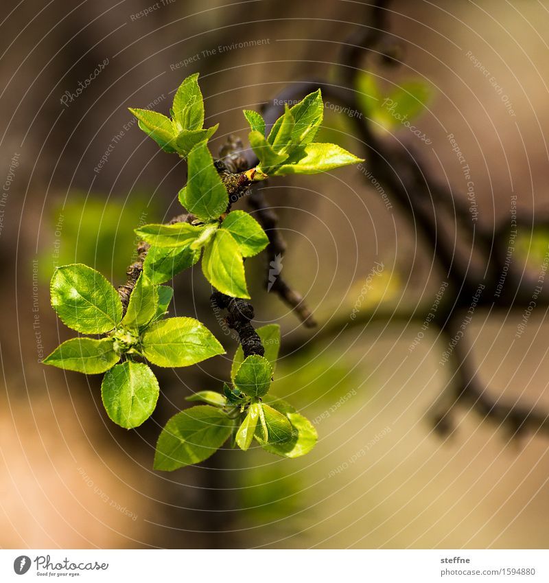 es sprießt Natur Pflanze Frühling Baum Blatt grün Blühend sprießen Farbfoto Außenaufnahme Textfreiraum oben Textfreiraum unten Schwache Tiefenschärfe