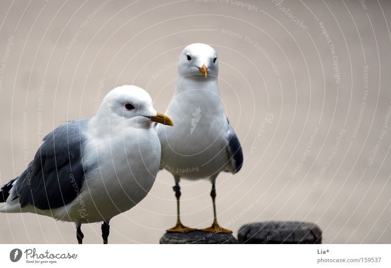 Eine Seeflugratte kommt selten allein Tier Vogel Tierpaar trist grau Möwe 2 beige paarweise Außenaufnahme Textfreiraum rechts Blick sitzen Menschenleer