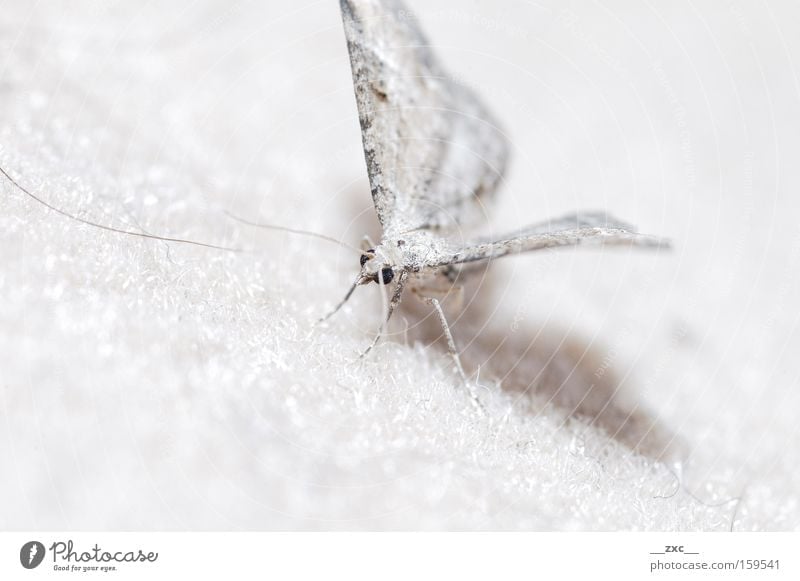 \-/ Schmetterling Bewegung fliegen Insekt Natur schön elegant weiß Flug