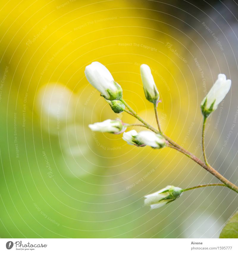 Versprechen Pflanze Schönes Wetter Baum Sträucher Blüte Felsenbirne Blühend Wachstum Freundlichkeit klein positiv gelb weiß Gefühle Frühlingsgefühle Vorfreude