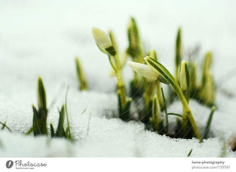 Kleine Eisbrecher Schneeglöckchen Blume Pflanze Frühling sprießen Wachstum zart fein Blüte aufwachen Jungpflanze