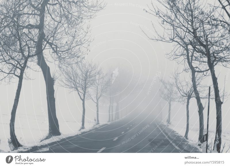 Winterliche leere Straße im Nebel, schlechte Sicht, Glatteis Schnee Baum Allee kalt kahl Mittelstreifen grau Menschenleer winterlich Landstraße glatt