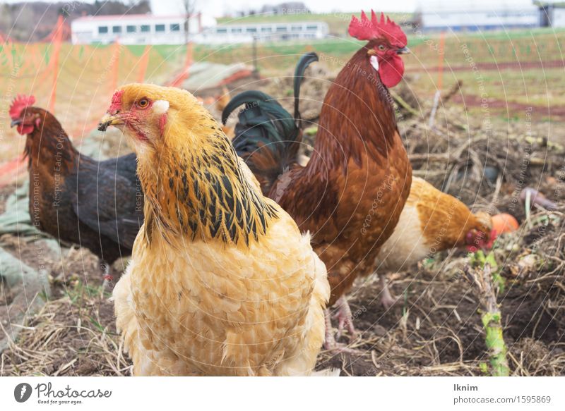 Hühner im Freien auf einem Biohof Tier Nutztier Vogel Haushuhn Hühnervögel natürlich Außenaufnahme Geflügelfarm Tierzucht biologisch ökologisch regional