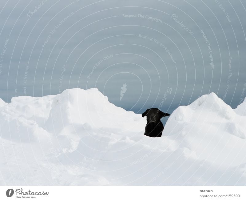 Such mich! Hund Schnee Winter Freude Erwartung Fröhlichkeit Glück Spieltrieb Spielen Labrador schwarz Haustier Vertrauen Retriever Freund des Menschen