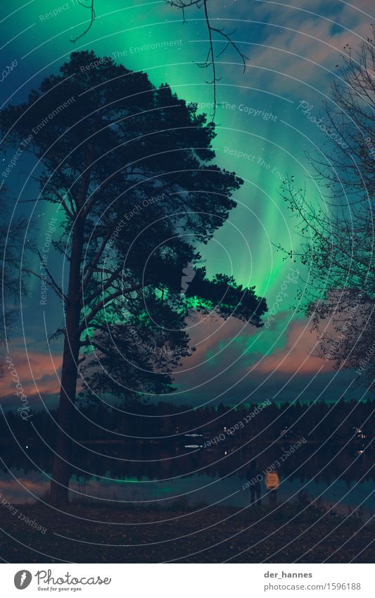 aurora.112 Natur Landschaft Pflanze Wasser Himmel Wolkenloser Himmel Nachthimmel Stern Herbst Schönes Wetter Nordlicht Baum Garten Seeufer Fjord beobachten