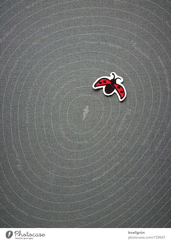 Kleiner Käfer Marienkäfer Punkt rot grau hoch obskur fliegen