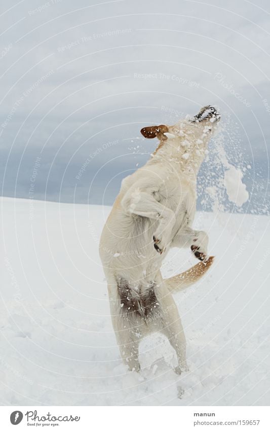 Spieltrieb Hund Schnee Schneefall Winter Freude Lebensfreude Fröhlichkeit Glück Gesundheit Spielen springen Haustier Bewegung Fitness Labrador Retriever