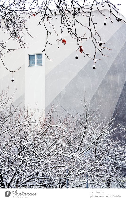 Tarnung Winter Schnee Neuschnee Schneedecke Haus Stadthaus Farbe gestalten Baum Platane Mauer Brandmauer Fenster Detailaufnahme kunst am bau fassadengestaltung