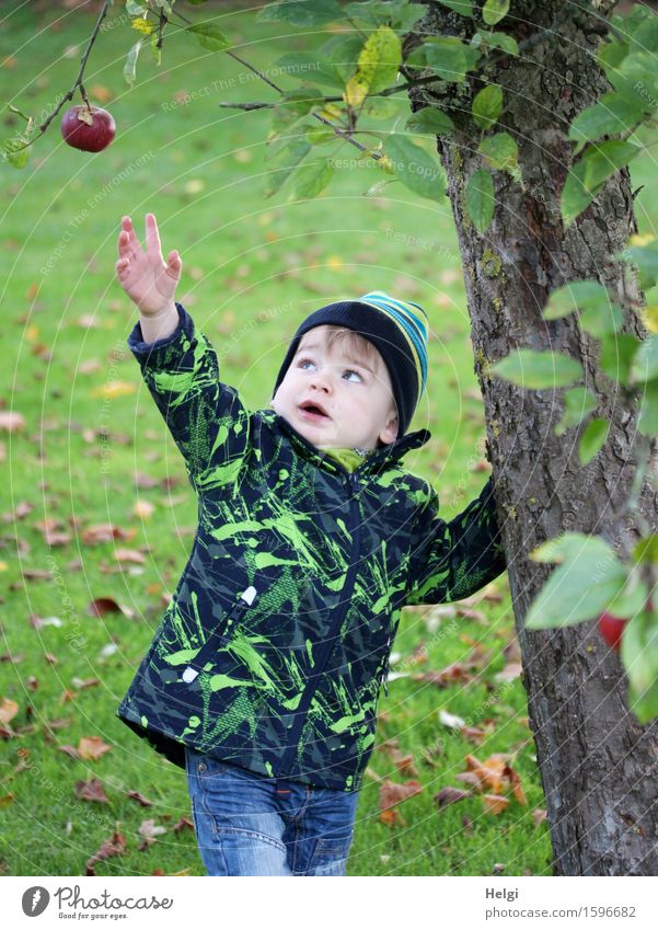 kleiner Junge in Jeans und schwarz-grüner Jacke steht an einem Apfelbaum und greift nach einem Apfel, der am Zweig hängt Frucht Mensch maskulin Kleinkind
