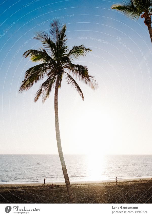 Palmen in Puerto Noos Wellness harmonisch Zufriedenheit Erholung ruhig Meditation Ferien & Urlaub & Reisen Tourismus Ferne Sommer Sommerurlaub Sonne Sonnenbad