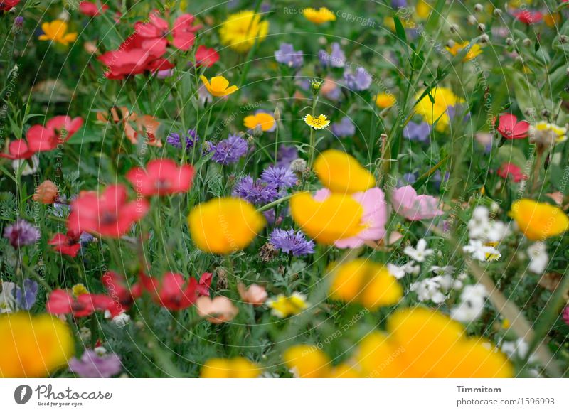 Karl sieht Farben. Pflanze Schönes Wetter Blume Blütenpflanze Park Blühend Freundlichkeit Fröhlichkeit natürlich gelb grün violett rot weiß Gefühle Freude