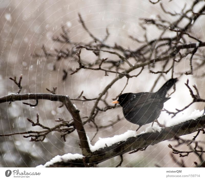 I Have A Plane To Catch. Amsel Winter Vogel Tier Schnee Schneefall rieseln Wetter Einsamkeit Überleben Wind ungemütlich Pause ruhig Detailaufnahme warten