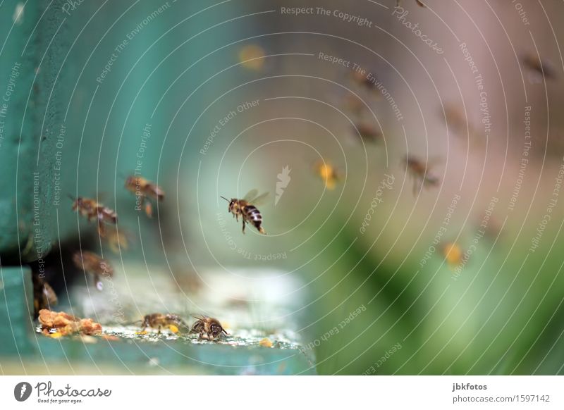 Abflug ins Wochenende Tier Haustier Nutztier Biene Flügel Honigbiene Imkerei Tiergruppe Schwarm sportlich stachelig Pollen Sammlung fliegen Landen Völker