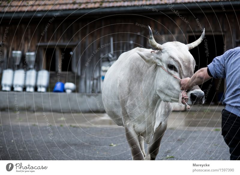 Viehschau Milch Kuh Tradition Landwirt Stall Kuhglocke Milchkanne Rind Farbfoto Außenaufnahme Textfreiraum links Morgen