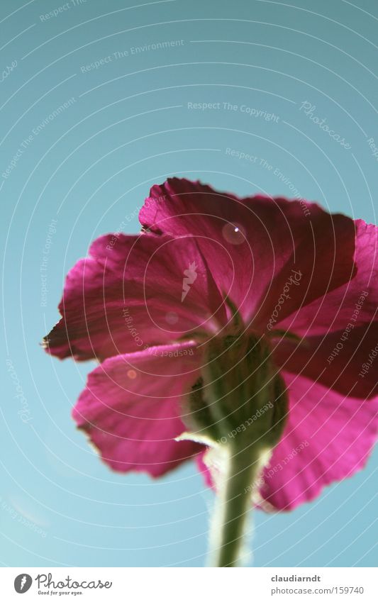 Wer bin ich? Blume Blüte Pflanze Blühend Sommer rosa mehrfarbig Perspektive Stengel Gegenlicht Lichteffekt Farbe
