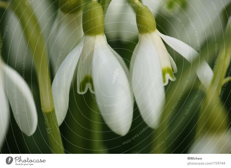 jetzt! sofort! Schneeglöckchen Blume Pflanze Blüte Blütenkelch grün weiß Schatten Frühling Frühlingsblume Duft offen Makroaufnahme Nahaufnahme Vergänglichkeit