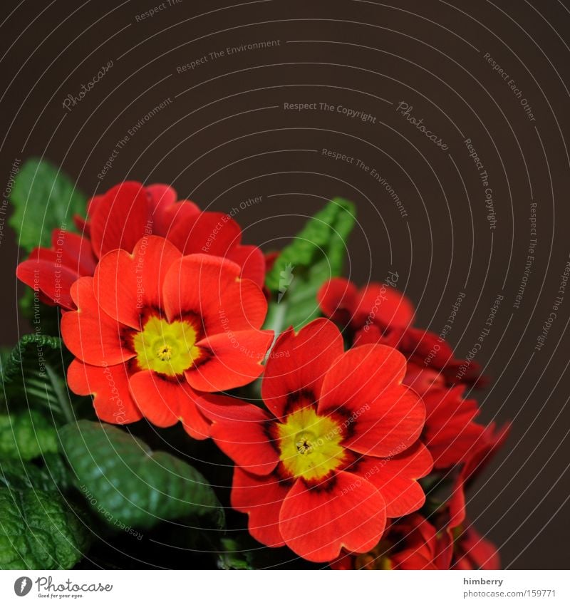 primaprimelcase Kissen-Primel Blume Pflanze Floristik Natur Blüte Jahreszeiten Gartenbau Glückwünsche Dekoration & Verzierung rot Park Frühling landschaftsbau