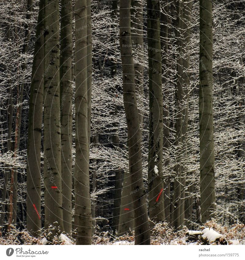 Frosten Winter Schnee Winterwandern Forstwirtschaft Umwelt Eis Baum Sträucher Wald Schilder & Markierungen kalt Klima Umweltschutz Ast Tanne Baumstamm Unterholz