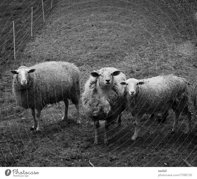 Software Umwelt Natur Tier Gras Weide eingezäunt umfrieden Zaun Schaf 3 beobachten Blick stehen Neugier Freundschaft Fürsorge buschig Zusammensein Zusammenhalt