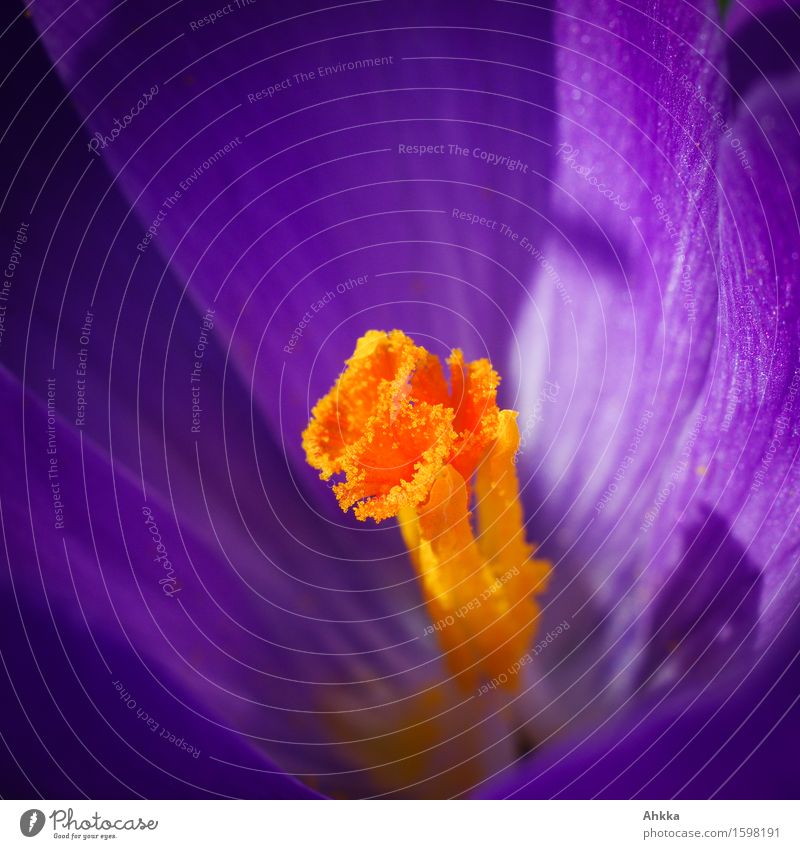 orange-lila Natur Pflanze Blüte Krokusse Erotik exotisch violett Duft Blütenkelch Erwartung Farbfoto Außenaufnahme Nahaufnahme Makroaufnahme Menschenleer Tag