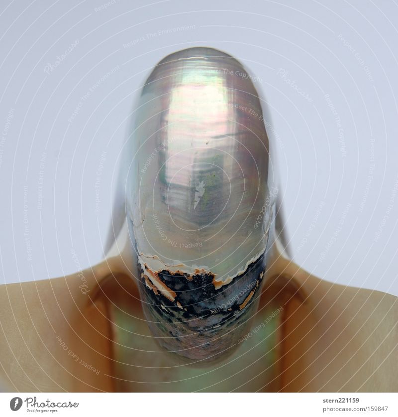 galaktisches Detail ... Muschel Nautilus Außerirdischer Surrealismus Perlmutt Anmut ästhetisch Kämpfer Kraft unheimlich fremdartig obskur schön fremde Galaxien