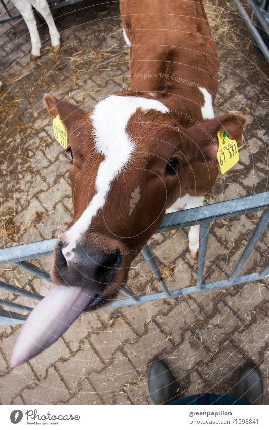 Bööööh - Kalb streckt Zunge raus Milch Landwirtschaft Forstwirtschaft Nase Haustier Nutztier Kuh Rind schön braun Vieh Viehzucht Rinderhaltung Kuhstall Milchkuh