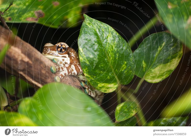 Gut getarnt Umwelt Wasser Wassertropfen Klima Urwald Frosch sitzen Terrarium Krötenlaubfrosch Baumhöhle Amazonas Südamerika Brasilien phrynohyas resinifictrix