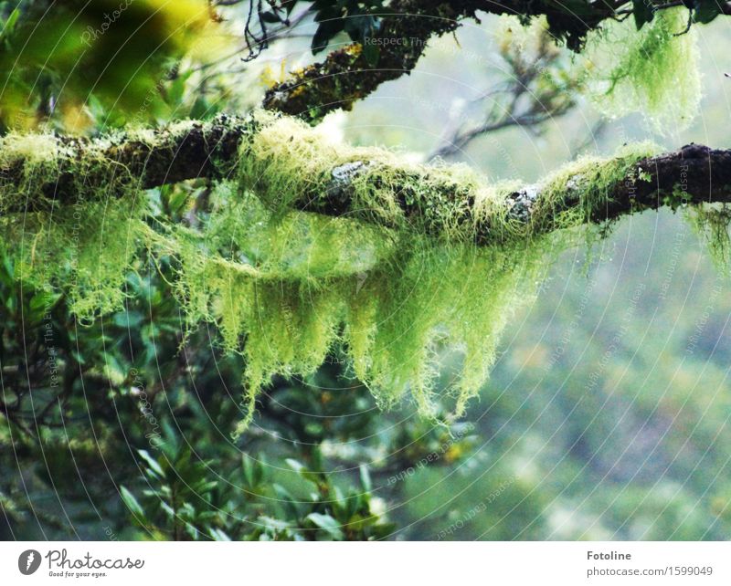 Urwald Umwelt Natur Pflanze Baum Moos Wald hell natürlich grün schwarz Teneriffa Märchenwald geheimnisvoll ursprünglich Farbfoto mehrfarbig Außenaufnahme