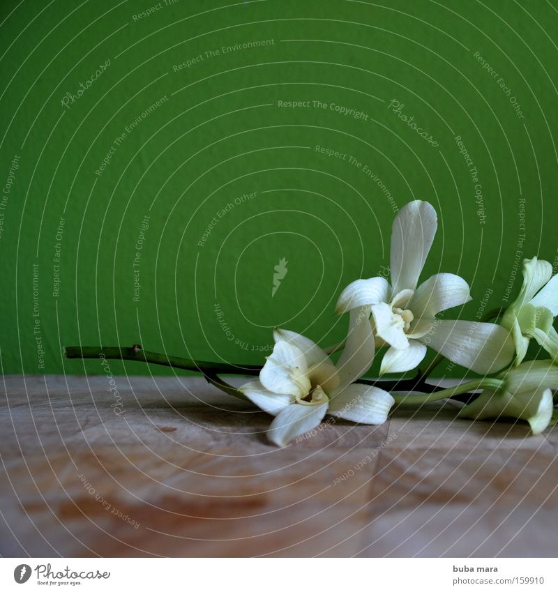 Grünzeug Pflanze Orchidee grün Blume Thailand Schmarotzer schön weiß