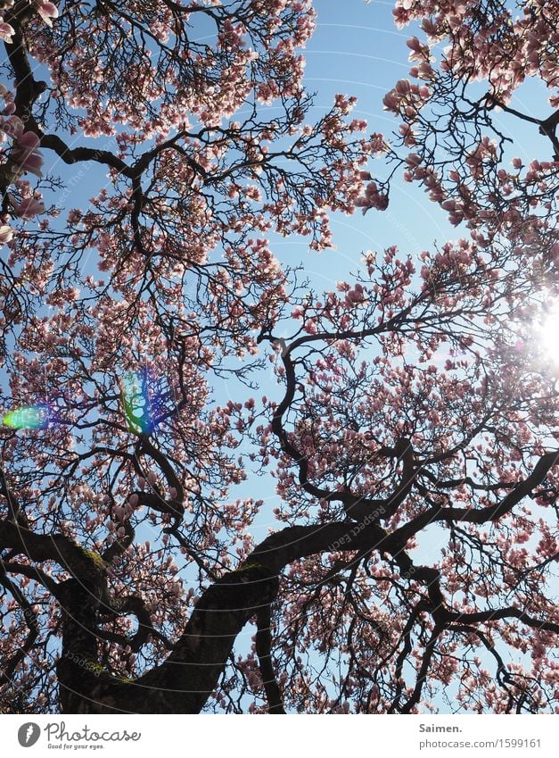 Magnolienblüte Magnolienbaum rosa Pflanze Frühling Natur schön Himmel schönes nasses Baumkrone äste Zweige Sonnenlicht blühen