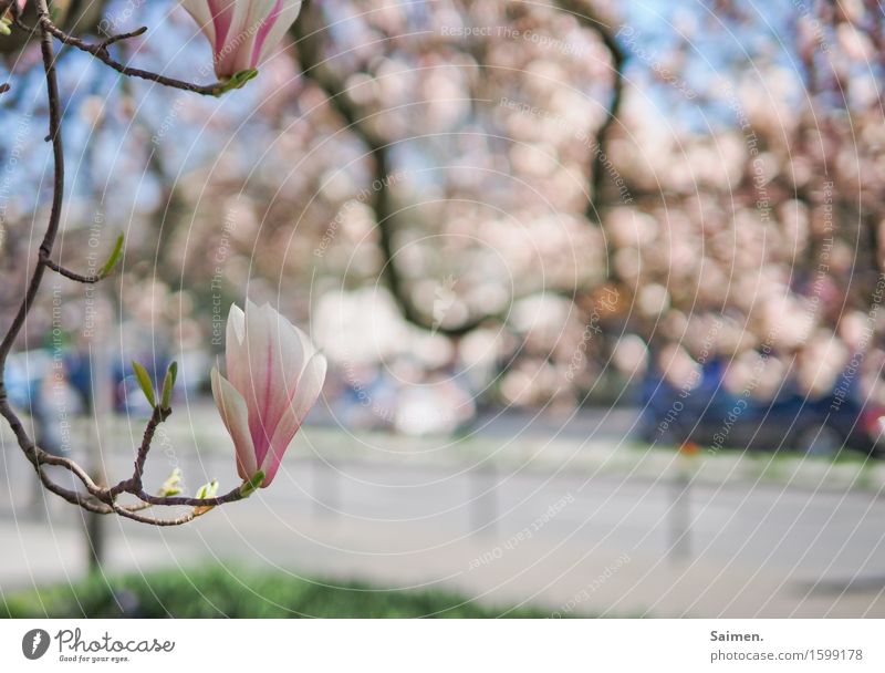 Magnolie Magnolienblüte Blüte baum Blütenblatt rosa blau Farbfoto Detailaufnahme Park Blatt blühen äste BaumFrühling schönes nasses