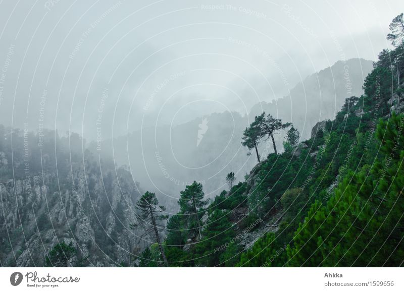 Dunstwege III exotisch Ferien & Urlaub & Reisen Abenteuer Wolken schlechtes Wetter Nebel Baum Felsen Berge u. Gebirge berühren entdecken träumen fantastisch
