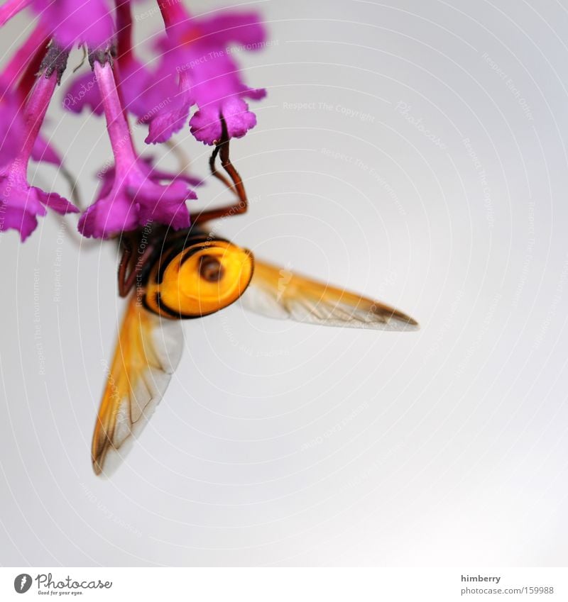 popomaja Biene Maja Insekt Tier Pflanze Blume Blüte bestäuben Nektar Ernährung Frühling Jahreszeiten Honig schön besteuber Lebensmittel
