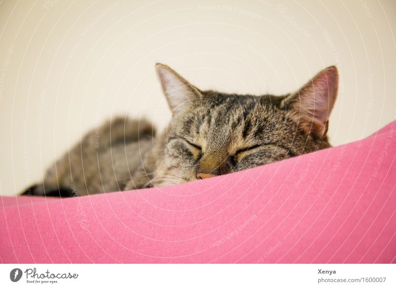 Katze schlafend Tier Haustier 1 genießen rosa Geborgenheit ruhig Halbschlaf Tigerfellmuster Innenaufnahme Textfreiraum oben Textfreiraum unten Tag Tierporträt