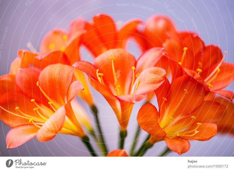 Clivie blüht elegant exotisch schön Pflanze Blume Blüte außergewöhnlich rund orange Zimmerpflanze Nahaufname Kurve weiblich fein ausgefallen Kelch Blütenkelch