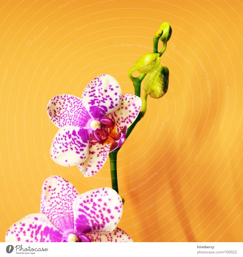 i love u 2 Blume Orchidee Pflanze Floristik Natur Blüte Jahreszeiten Gartenbau Glückwünsche Dekoration & Verzierung Ambiente Wellness