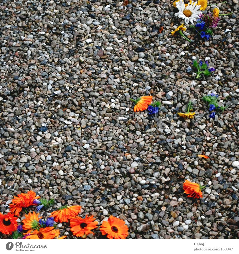 Blumen streuen... vergessen Vergänglichkeit verloren Farbfleck Hochzeitstag (Jahrestag) Braut Bräutigam trauungszeremonien Traurigkeit