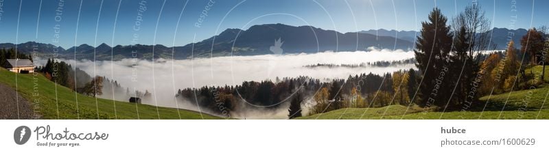 Nebelmeer über Egg Landschaft Himmel Horizont Sonnenlicht Herbst Schönes Wetter Baum Gras Sträucher Feld Wald Hügel Alpen Berge u. Gebirge Gipfel Dorf