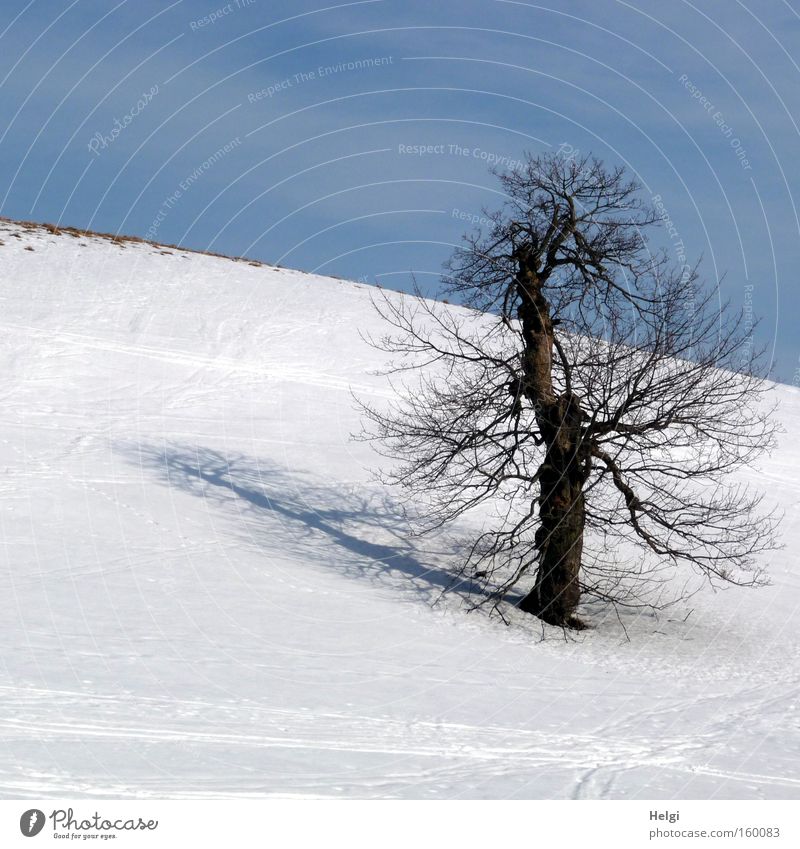 sonniger Wintertag... kalt Schnee Frost Baum Baumstamm eigenwillig Schatten Berge u. Gebirge Himmel weiß blau Helgi