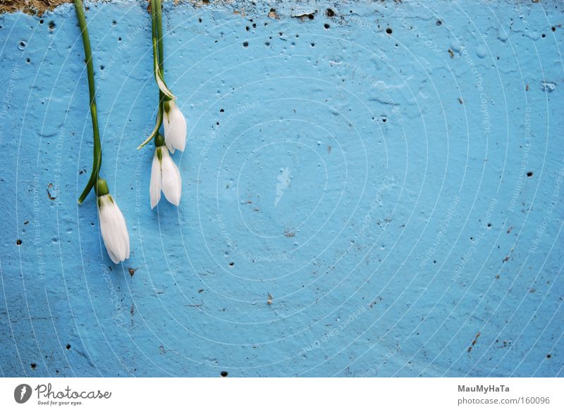 Bis auf die Knochen gekühlt Blume weiß blau grün Beton Wand Natur Winter Frühling Eis Wolken Stock invertiert verkehrt Leben Kunst Kunsthandwerk Poren