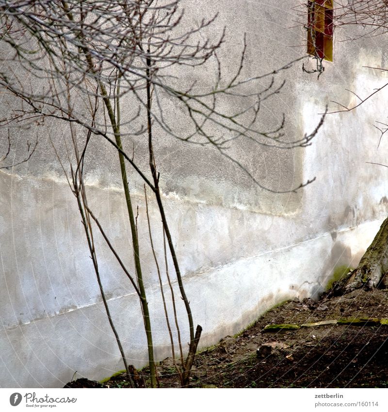 Caputh Baum Baumstamm Wand Mauer Putz Dorf Langeweile Öffentlicher Dienst einstein