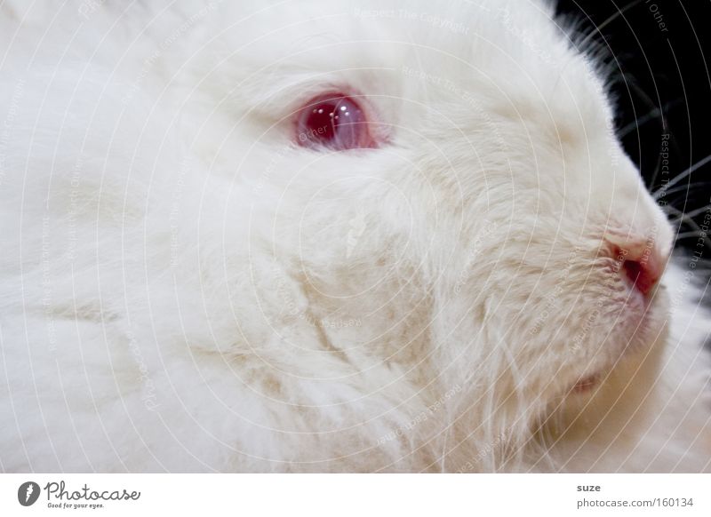 Dr. K. Nickel Fell Tier Haustier Hase & Kaninchen 1 verrückt weich rot weiß Auge Zauberei u. Magie Osterhase Braten Tierzucht Angsthase hypnotisch Säugetier