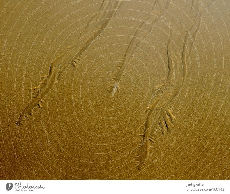 Strandformen Sand Strukturen & Formen Wasserrinne Fluss fließen Natur Meer Nordsee Sylt Küste Flußmündung Farbe Geschirrspülen ausgespült Delta
