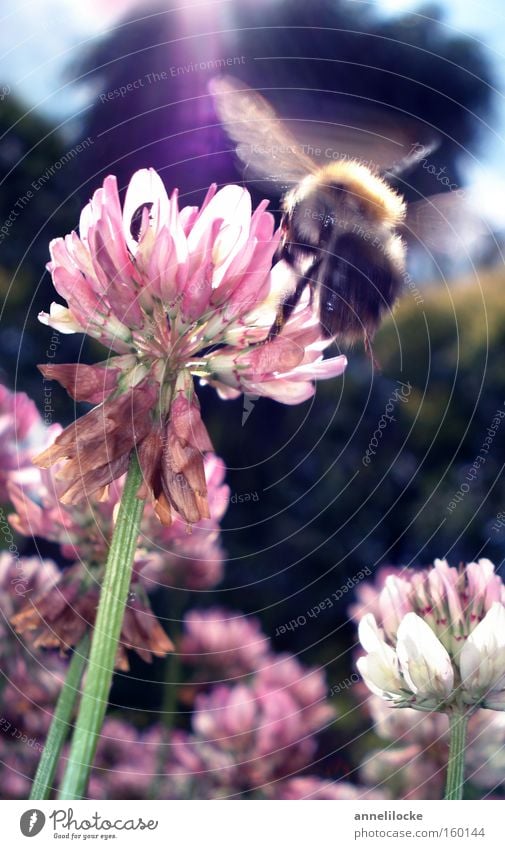 Kolibrie-Hummel Biene Insekt Schweben Klee Frühling Sommer Sonne Sonnenstrahlen Gegenlicht Wiese Blume Eile fleißig Arbeit & Erwerbstätigkeit Makroaufnahme